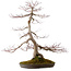 Acer palmatum, 68 cm, ± 35 Jahre alt, mit einem Wurzelhals von 15 cm