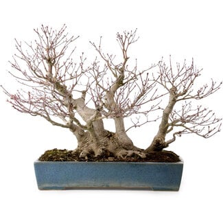 Reihou Acer palmatum, 38 cm, ± 50 años de edad