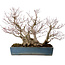 Acer palmatum, 38 cm, ca. 50 Jahre alt, in einem handgefertigten japanischen Topf von Reihou, mit einem Nebari von 30 cm
