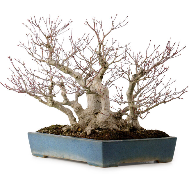 Acer palmatum, 38 cm, ± 50 jaar oud, in een handgemaakte Japanse pot van Reihou, met een nebari van 30 cm.