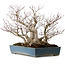 Acer palmatum, 38 cm, ± 50 ans, dans un pot japonais fait main par Reihou, avec un nebari de 30 cm