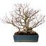 Acer palmatum, 38 cm, ± 50 anni, in vaso giapponese fatto a mano da Reihou, con nebari di 30 cm