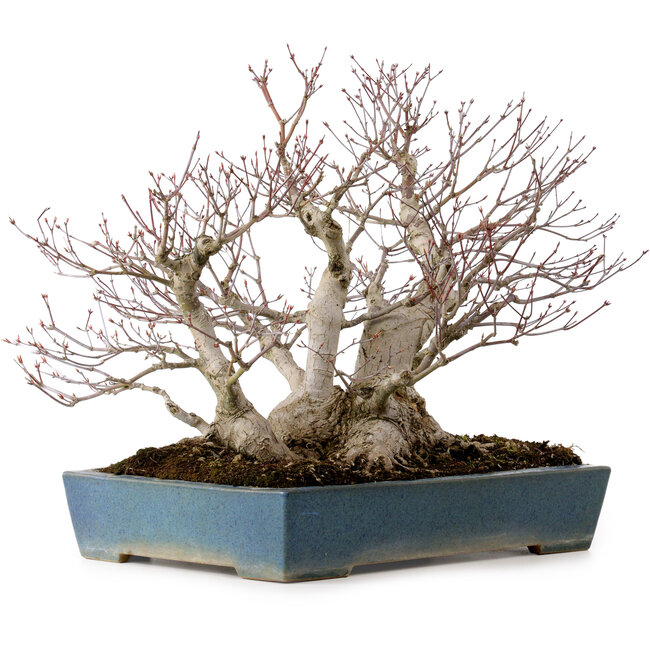 Acer palmatum, 38 cm, ca. 50 Jahre alt, in einem handgefertigten japanischen Topf von Reihou, mit einem Nebari von 30 cm