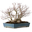 Acer palmatum, 38 cm, ca. 50 Jahre alt, in einem handgefertigten japanischen Topf von Reihou, mit einem Nebari von 30 cm