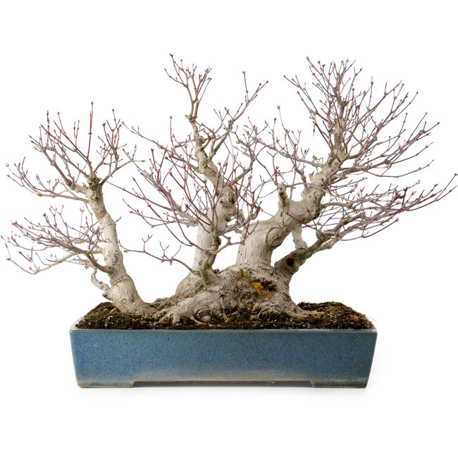 Acer palmatum, 38 cm, ± 50 jaar oud, in een handgemaakte Japanse pot van Reihou, met een nebari van 30 cm.