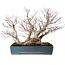 Acer palmatum, 38 cm, ± 50 anni, in vaso giapponese fatto a mano da Reihou, con nebari di 30 cm