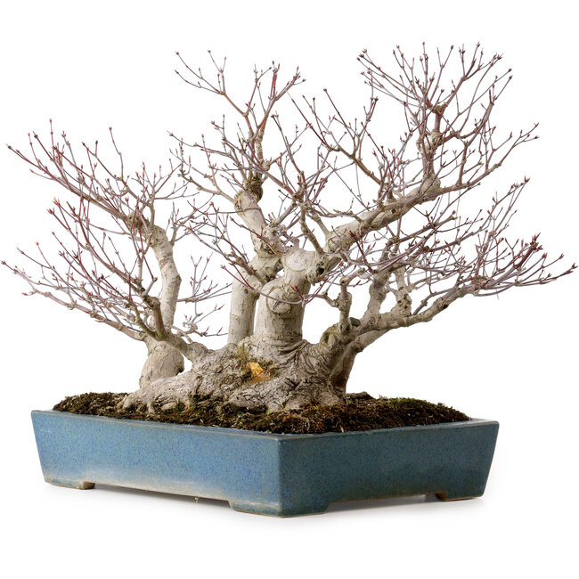 Acer palmatum, 38 cm, ± 50 years old, in a handmade Japanese pot by Reihou, with a nebari of 30 cm