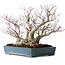 Acer palmatum, 38 cm, ± 50 ans, dans un pot japonais fait main par Reihou, avec un nebari de 30 cm