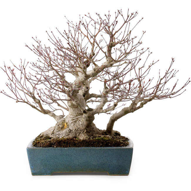 Acer palmatum, 38 cm, ± 50 años, en una maceta japonesa hecha a mano por Reihou, con un nebari de 30 cm.