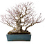 Acer palmatum, 38 cm, ± 50 ans, dans un pot japonais fait main par Reihou, avec un nebari de 30 cm