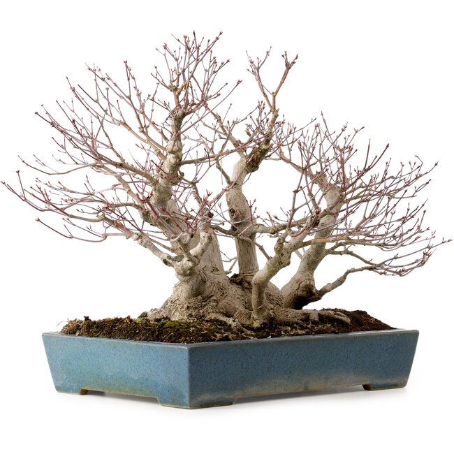 Acer palmatum, 38 cm, ± 50 años, en una maceta japonesa hecha a mano por Reihou, con un nebari de 30 cm.