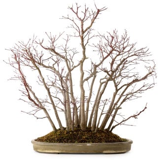 Acer palmatum, 55 cm, ± 25 años
