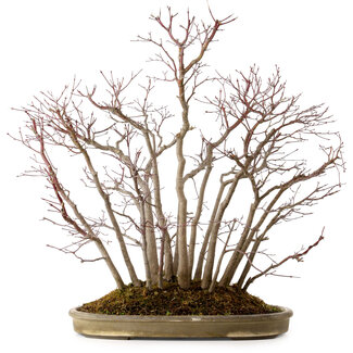 Acer palmatum, 55 cm, ± 25 years old