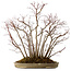 Acer palmatum, 55 cm, ± 25 años