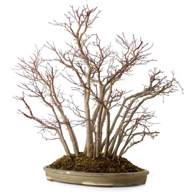 Acer palmatum, 55 cm, ± 25 años