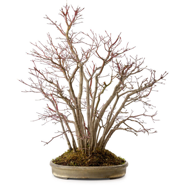 Acer palmatum, 55 cm, ± 25 años