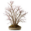 Acer palmatum, 55 cm, ± 25 years old