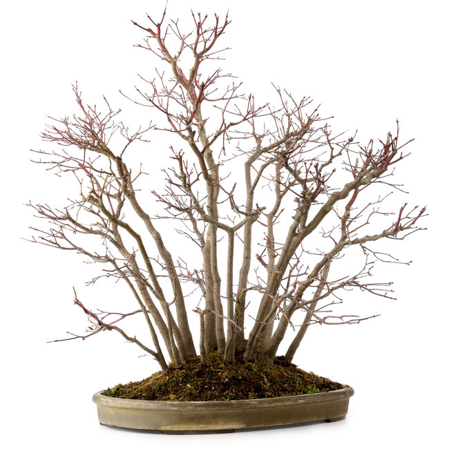 Acer palmatum, 55 cm, ± 25 Jahre alt
