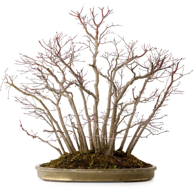 Acer palmatum, 55 cm, ± 25 años