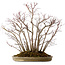 Acero palmato, 55 cm, ± 25 anni