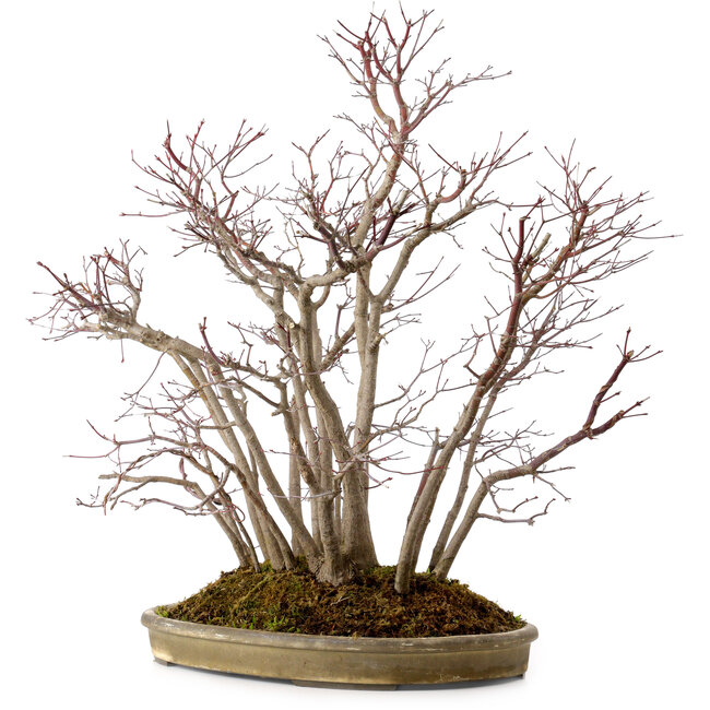 Acer palmatum, 55 cm, ± 25 Jahre alt