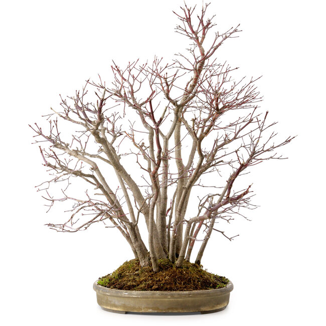 Acer palmatum, 55 cm, ± 25 ans