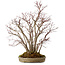 Acer palmatum, 55 cm, ± 25 Jahre alt