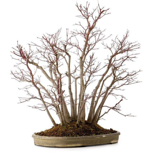 Acer palmatum, 55 cm, ± 25 ans