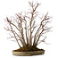 Acer palmatum, 55 cm, ± 25 Jahre alt