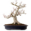 Acer palmatum Shishigashira, 44 cm, ± 40 ans, dans un pot japonais fait main par Reihou, avec un nebari de 18 cm