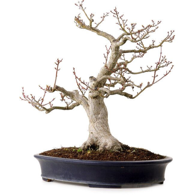 Acer palmatum Shishigashira, 44 cm, ± 40 anni, in vaso giapponese fatto a mano da Reihou, con nebari di 18 cm