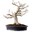 Acer palmatum Shishigashira, 44 cm, ± 40 years old, in a handmade Japanese pot by Reihou, with a nebari of 18 cm