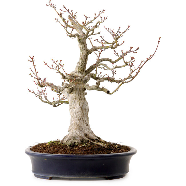 Acer palmatum Shishigashira, 44 cm, ± 40 years old, in a handmade Japanese pot by Reihou, with a nebari of 18 cm
