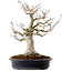 Acer palmatum Shishigashira, 44 cm, ± 40 ans, dans un pot japonais fait main par Reihou, avec un nebari de 18 cm