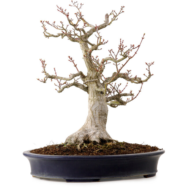 Acer palmatum Shishigashira, 44 cm, ± 40 jaar oud, in een handgemaakte Japanse pot van Reihou, met een nebari van 18 cm.