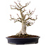 Acer palmatum Shishigashira, 44 cm, ± 40 years old, in a handmade Japanese pot by Reihou, with a nebari of 18 cm