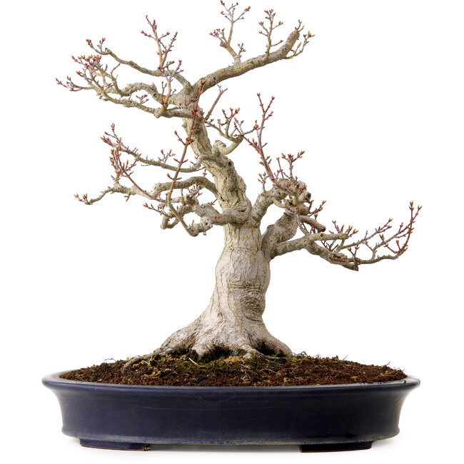 Acer palmatum Shishigashira, 44 cm, ca. 40 Jahre alt, in einem handgefertigten japanischen Topf von Reihou, mit einem Nebari von 18 cm