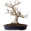 Acer palmatum Shishigashira, 44 cm, ± 40 ans, dans un pot japonais fait main par Reihou, avec un nebari de 18 cm