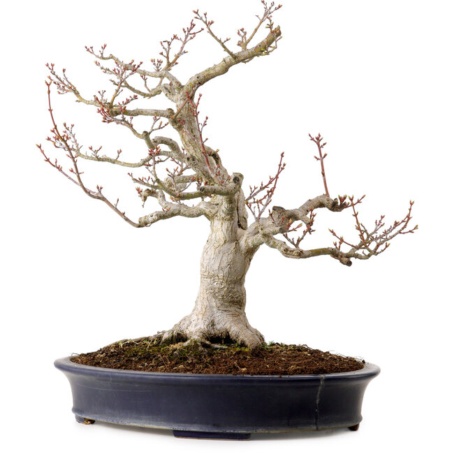 Acer palmatum Shishigashira, 44 cm, ± 40 años, en una maceta japonesa hecha a mano por Reihou, con un nebari de 18 cm.
