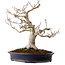 Acer palmatum Shishigashira, 44 cm, ± 40 years old, in a handmade Japanese pot by Reihou, with a nebari of 18 cm