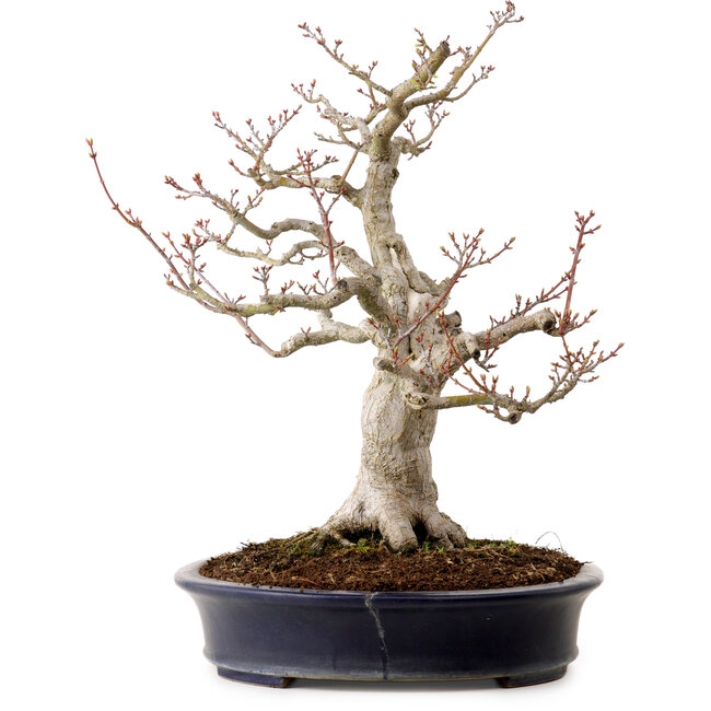 Acer palmatum Shishigashira, 44 cm, ± 40 anni, in vaso giapponese fatto a mano da Reihou, con nebari di 18 cm