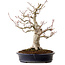 Acer palmatum Shishigashira, 44 cm, ca. 40 Jahre alt, in einem handgefertigten japanischen Topf von Reihou, mit einem Nebari von 18 cm