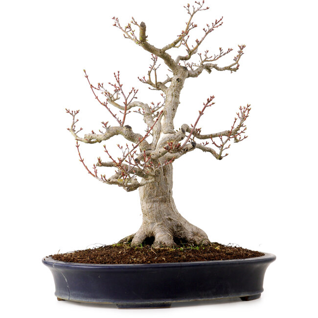 Acer palmatum Shishigashira, 44 cm, ± 40 años, en una maceta japonesa hecha a mano por Reihou, con un nebari de 18 cm.