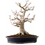 Acer palmatum Shishigashira, 44 cm, ± 40 anni, in vaso giapponese fatto a mano da Reihou, con nebari di 18 cm