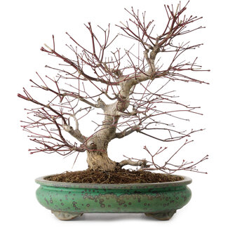 Acer palmatum, 44 cm, ± 35 años