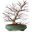 Acer palmatum, 44 cm, ± 35 años, con un nebari de 8 cm