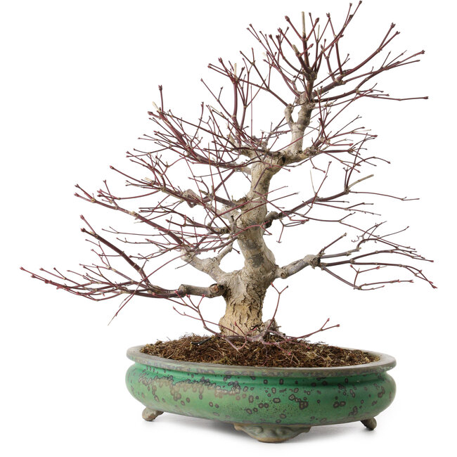 Acer palmatum, 44 cm, ca. 35 Jahre alt, mit einem Wurzelhals von 8 cm