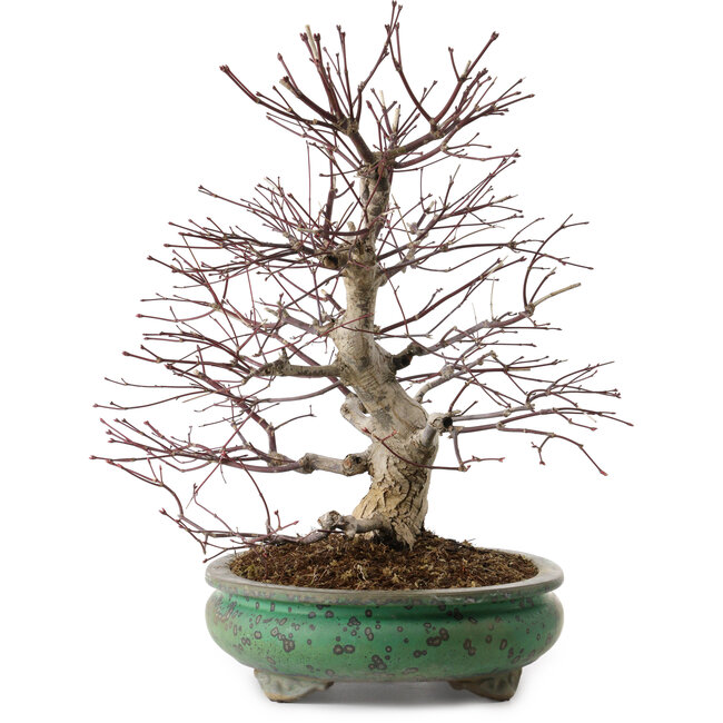 Acer palmatum, 44 cm, ± 35 años, con un nebari de 8 cm