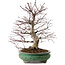 Acer palmatum, 44 cm, ± 35 años, con un nebari de 8 cm
