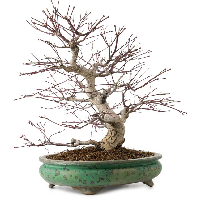 Acer palmatum, 44 cm, ± 35 años, con un nebari de 8 cm